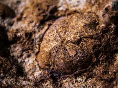 ...ed esoscheletri di ricci di mare, depositati milioni di anni fa nella calcarenite